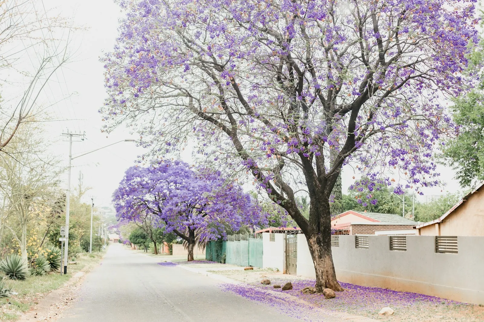 Jacaranda-lined Pretoria street